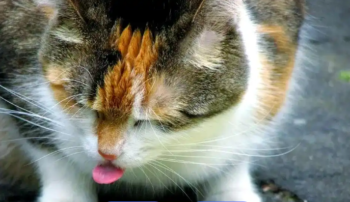 GS-441524 fip cats | Shaanxi BLOOM Tech Co., Ltd GS-441524 fip cats | Shaanxi BLOOM Tech Co., Ltd