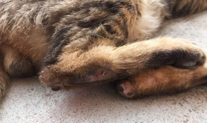 GS-441524 fip for cats | Shaanxi BLOOM Tech Co., Ltd GS-441524 fip for cats | Shaanxi BLOOM Tech Co., Ltd
