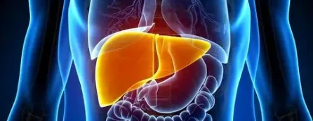 Liraglutide organs | Shaanxi BLOOM Tech Co., Ltd Liraglutide organs | Shaanxi BLOOM Tech Co., Ltd